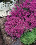 Thymus praecox 'Red Carpet', Siertijm