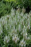 Veronica spicata 'Snow Candles', Ereprijs