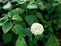Hydrangea arborescens 'Annabelle', 20-40 2L, Hortensia