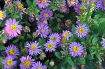 Aster ageratoides 'Ezo Murazaki'