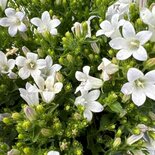 Campanula portenschlagiana 'Zenn White', Klokjesbloem