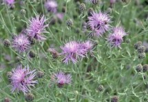 Centaurea stoebe, Knoopkruid