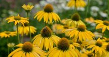 Echinacea purpurea 'Leilani', Rode zonnehoed