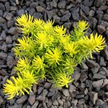 Sedum reflexum 'Angelina', Vetkruid