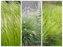 Borderpakket "Green Green Grass" voor 3m2 - P9 Pot (9x9cm)