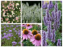 Borderpakket "Bees and Butterflies" voor 3m2 - P9 Pot (9x9cm)