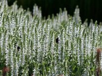 Borderpakket "Bees and Butterflies" voor 3m2 - P9 Pot (9x9cm)