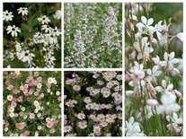 Borderpakket "Pastel Dream" voor 3m2 - P9 Pot (9x9cm)