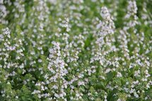 Borderpakket "Pastel Dream" voor 3m2 - P9 Pot (9x9cm)