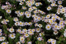 Borderpakket "Pastel Dream" voor 3m2 - P9 Pot (9x9cm)