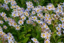 Borderpakket "Purple Rain" voor 3m2 - P9 Pot (9x9cm)