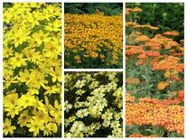 Borderpakket "Golden Hour" voor 3m2 - P9 Pot (9x9cm)