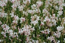 Borderpakket "Bright and White" voor 3m2 - P9 Pot (9x9cm)