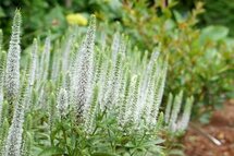 Borderpakket "Bright and White" voor 3m2 - P9 Pot (9x9cm)