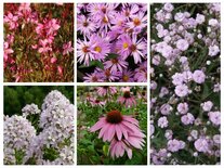 Borderpakket "Pink Blush" voor 3m2 - P9 Pot (9x9cm)