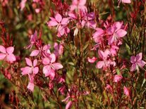 Borderpakket "Pink Blush" voor 3m2 - P9 Pot (9x9cm)