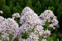 Borderpakket "Pink Blush" voor 3m2 - P9 Pot (9x9cm)