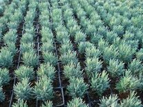 Lavandula ang. 'Dwarf Blue', 1L Lavendel 