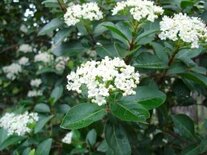 Viburnum tinus, 40-60 cm 10L, Sneeuwbal