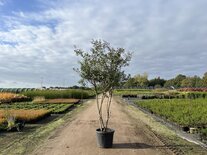 Osmanthus burkwoodii, 175-200 cm 70L, meerstammig, Schijnhulst