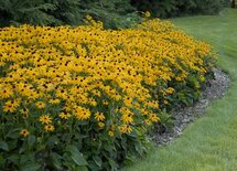 Borderpakket "Rainbow Garden" voor 3m2 - P9 Pot (9x9cm)