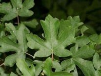 Acer Campestre, Veldesdoorn, bosplantgoed, 1+2 200-250