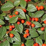 Cotoneaster franchetii, Dwergmispel, bosplantgoed, 1+1 60-80