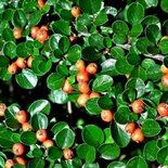 Cotoneaster simonsii, Himalaya Dwergmispel, bosplantgoed, 1+1 60-80