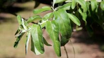 Elaeagnus angustifolia, Smalle olijfwilg, bosplantgoed, 1+0 40-60
