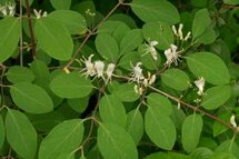 Lonicera xylosteum, Rode kamperfoelie, bosplantgoed, 1+1 40-60