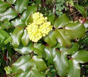 Mahonia Aquifolium, 1+2 40-60
