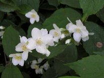 Philadelphus coronarius,, 0+1+2 60-100, bosplantgoed, Boerenjasmijn