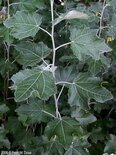 Populus alba, Zilver populier, bosplantgoed, 0+1 100-125