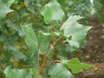 Populus nigra 'Italica', 0+1 100-125, bosplantgoed, Italiaanse populier
