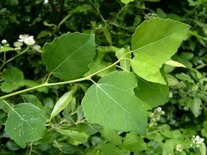Populus tremula, 1+1 100-125, Ratelpopulier, bosplantgoed