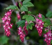 Ribes sang. 'King Edward VII', 0+2 60-100