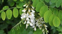 Robinia pseudoacacia, Valse acacia, 1+1 100-125