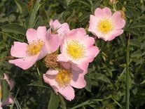 Rosa 'Canina', Hondsroos, 1+1 100-125, bosplantgoed