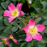 Rosa glauca, Wilde Roos, 1+1 60-100, bosplantgoed