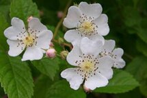 Rosa multiflora, Trosrozen, 1+1 100-125, bosplantgoed