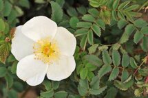 Rosa pimpinellifolia, Rozen, 1+1 60-80, bosplantgoed