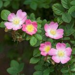 Rosa Rubiginosa, Elegantierozen, 1+1 100-125, bosplantgoed