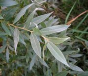 Salix alba, Knotwilg, 0+1 100-125, bosplantgoed