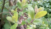 Salix aurita, Geoorde wilg, 0+1 100-125, bosplantgoed