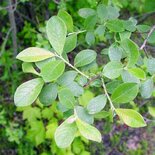 Salix cinerea, Grauwe Wilg, 0+1 100-125, bosplantgoed