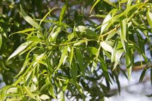 Salix fragilis, Broze Wilg, 0+1 100-125, bosplantgoed