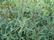 Salix purpurea, Bittere wilg, 0+1 100-125, bosplantgoed