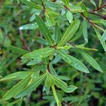 Salix purp. 'Nana', Bittere wilg, 0+1 60-80, bosplantgoed