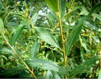 Salix triandra, Amandelwilg, 0+1 100-125, bosplantgoed