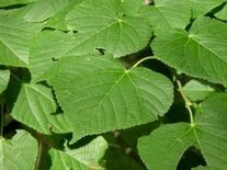 Tilia platyphyllos, Zomerlinde, 1+1 80-100, bosplantgoed